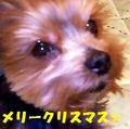 るびぃちゃんかーど