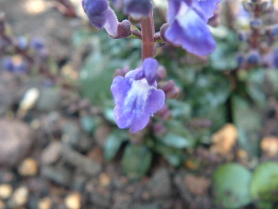 ブルーファイアー