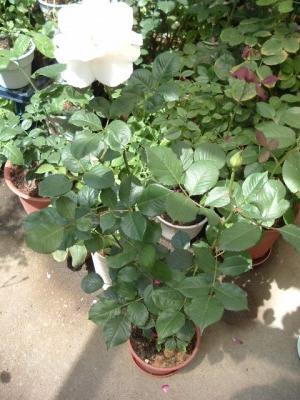 マーガレットメリル1