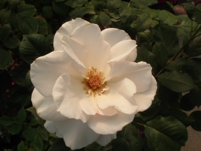 マーガレットメリル2