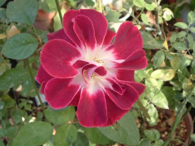 ミル・エ・ユンヌ・ニュイ