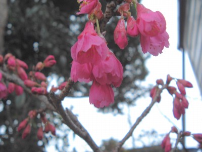桜～
