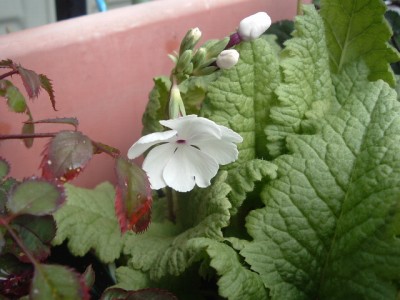 日本桜草’白鷹’