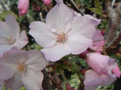 御殿場桜2