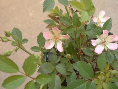 れんげと色は似ていますがっ・・・