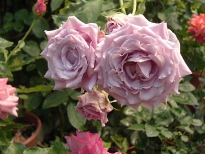 スイートムーン