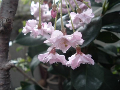 枝垂桜