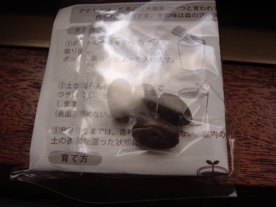 意外とでかい種ですな・・・