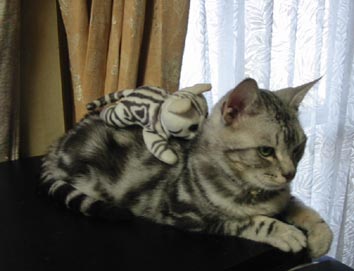親猫の背中に仔猫をのせて