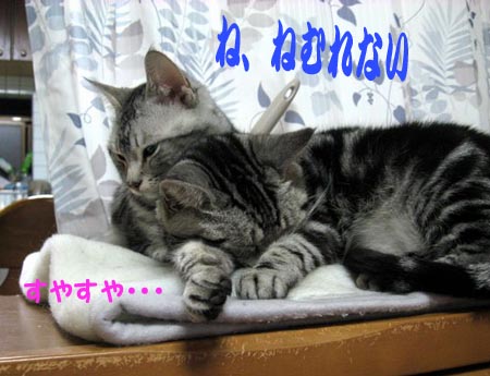 お姉ちゃん、動き過ぎ！