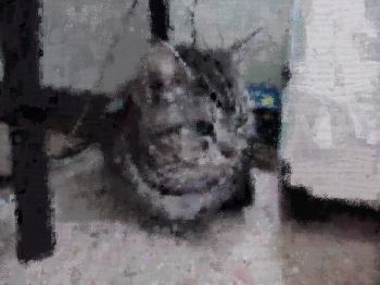 小さなにゃあにゃ