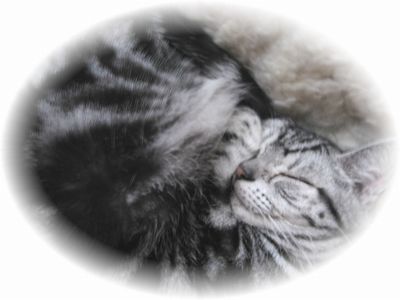 小さな宇宙を抱いて眠る にゃあにゃ