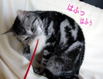 遊ぶにゃあにゃ