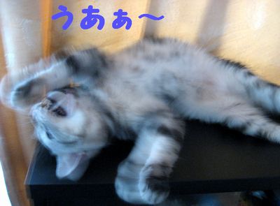 むうむの大欠伸