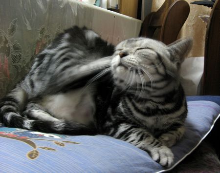耳の後ろをかりかり