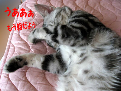 おててで顔を隠す むうむ