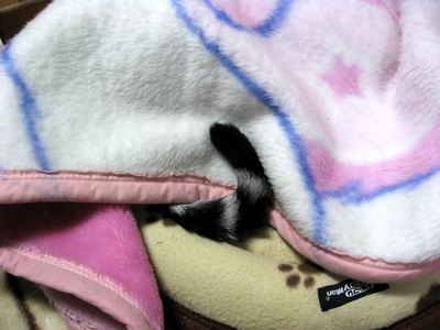 尻尾だけ見えてるよ