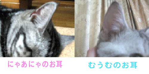 猫の耳