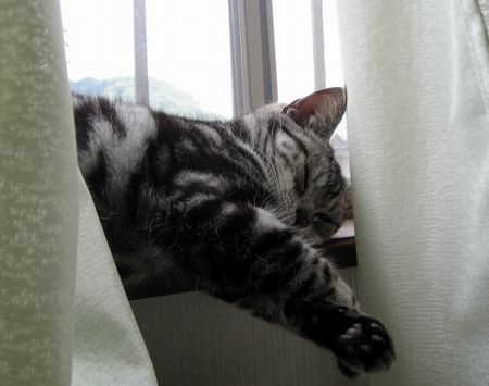 窓辺でお昼寝