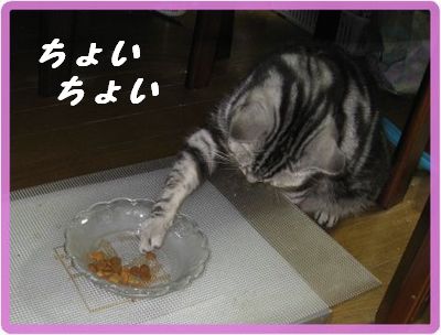 お皿から出して食べる「にゃあにゃ」