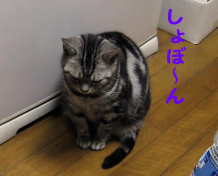 しょんぼり