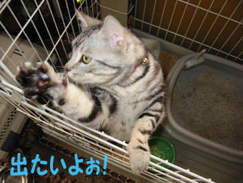 出たいよぉ！