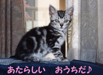 仔猫