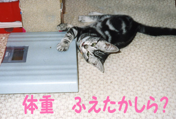 ヘルスメーター