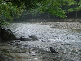 五十鈴川の畔のカラス