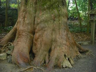 樹齢X年の神木