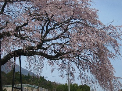 しだれ桜