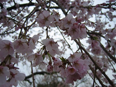 sakura