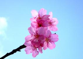 今帰仁さくら２