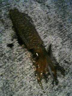 アオリイカイカ