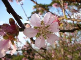 今帰仁さくら３