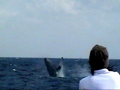 くじらとアンナ