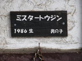 ミスタートウジン