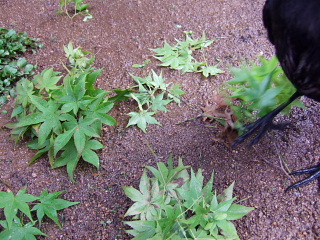 モミジの枝