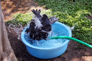 カラスの行水