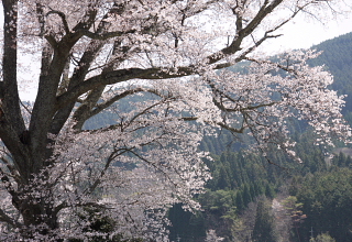 千鳥別尺の山桜