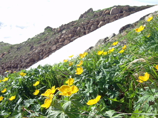 雪解けの花