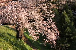 山桜