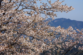 山桜