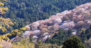 吉野山