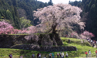 又兵衛桜