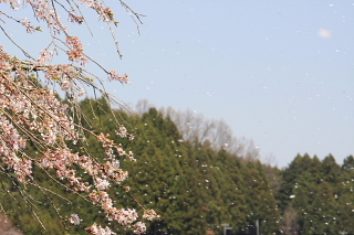 花吹雪