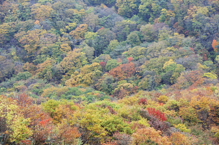 県民の森