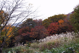 県民の森