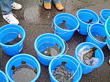 放流魚