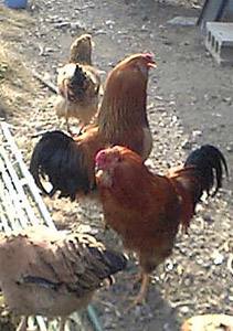 鶏2